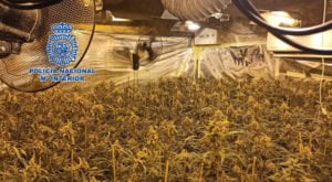 La Policía Nacional desmantela cuatro plantaciones indoor de marihuana con 1.700 plantas y 10.000 esquejes