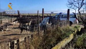 Investigada una persona por maltratar a 16 perros en la Merindad de Tudela