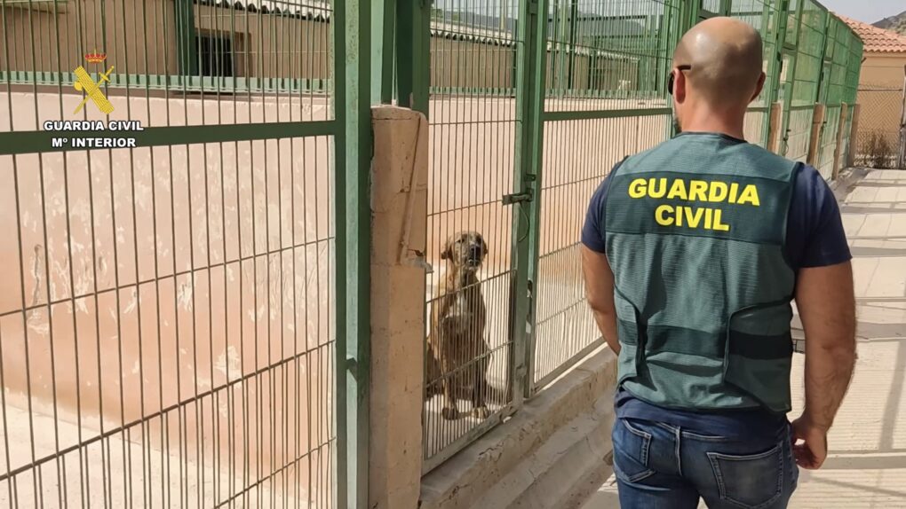 Detenido por estafar a propietarios de perros robados haciéndoles creer que conocía su paradero