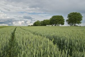 Agricultores y Ganaderos Tienen Más Tiempo para Presentar Solicitudes de la PAC
