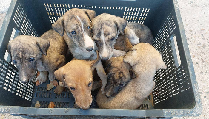 PACMA Denuncia el Abandono Anual de Más de 300.000 Animales en España