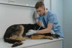 PACMA critica al Gobierno que no rebaje a coste 0 los gastos del IVA veterinario, que supondría cerca de 1.000 millones de euros anuales para más de 6 millones de hogares en España