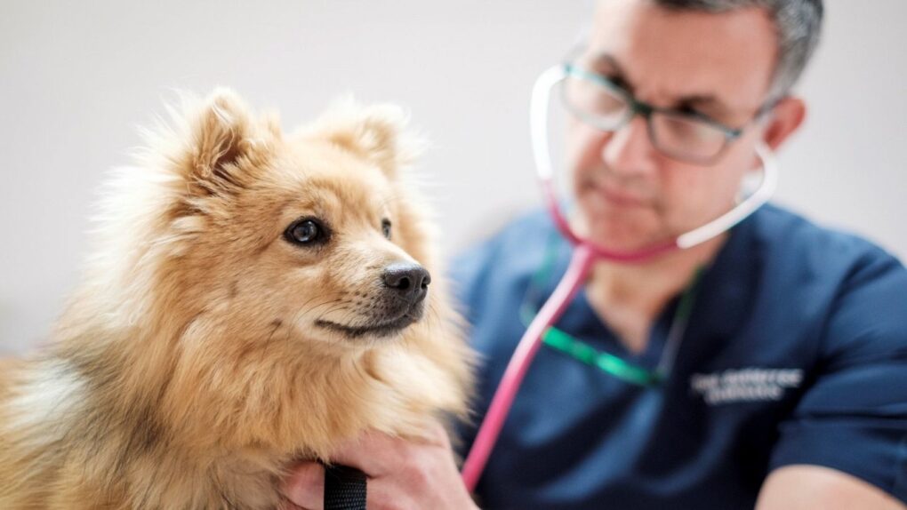 PACMA Denuncia que los Veterinarios en España Cuestan 100 Euros Más por Visita