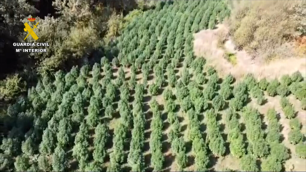 Desmantelada plantación de marihuana en Losar de la Vera con más de 1.500 plantas