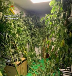 La Guardia Civil Investiga a un Hombre por Cultivar 17 Plantas de Marihuana en Moaña