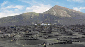 La viticultura en Lanzarote ofrece una experiencia única con viñedos cultivados en suelos volcánicos, que no solo crean un paisaje impresionante, sino que también reflejan un modelo sostenible y adaptado a su entorno natural.