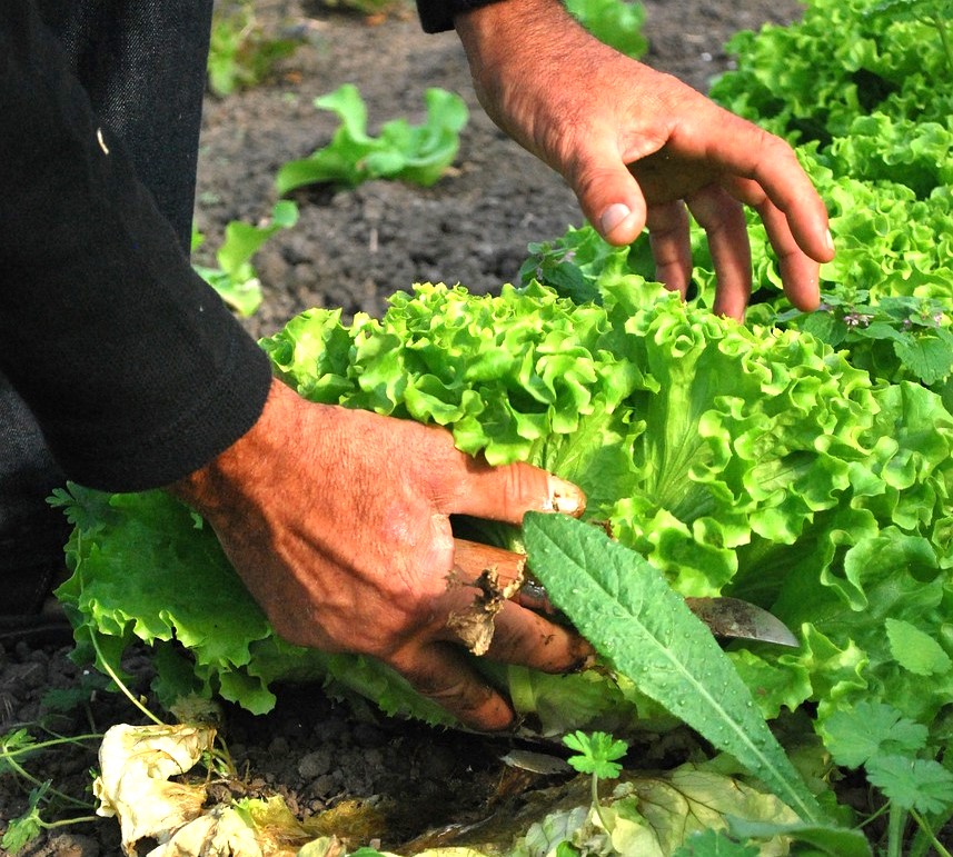 Agricultores esperan medidas efectivas de compensación por el impacto del IVA reducido en alimentos