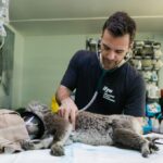 PACMA exige en el Congreso la reducción del IVA veterinario para proteger a los animales