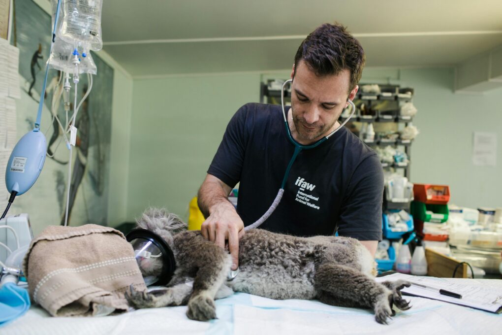 PACMA exige en el Congreso la reducción del IVA veterinario para proteger a los animales