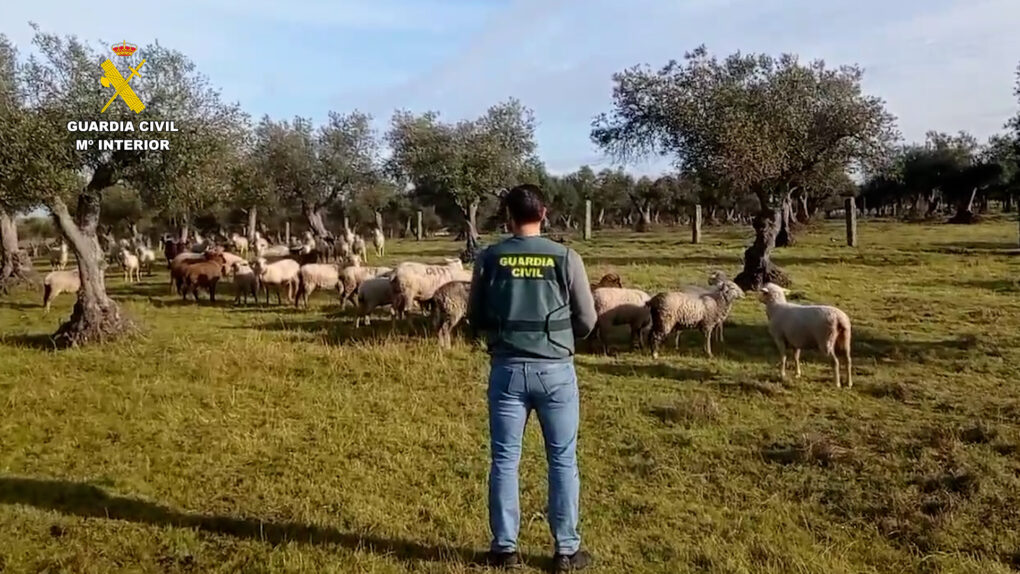 Detenido un hombre por el robo de 260 ovejas y material ganadero en Cácere