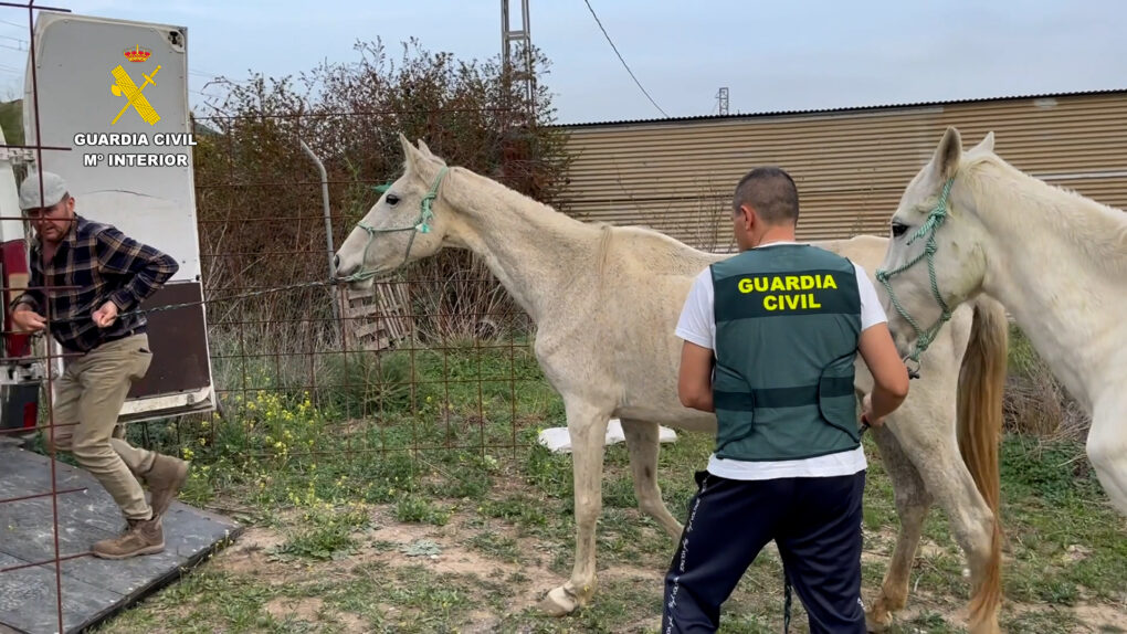 Rescate masivo de animales maltratados en Málaga: 195 animales en condiciones deplorables