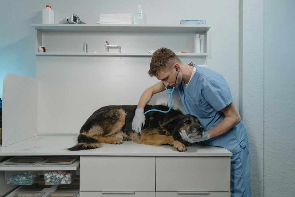 PACMA se une a la protesta veterinaria contra las restricciones en medicamentos